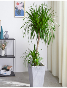 惊叹！宁波慈溪植物租赁服务竟如此出色