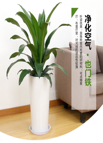 江北花木租赁哪家好